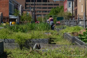 LEAF Youth Program @ Common Good City Farm