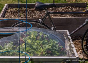 LEAF Youth Program @ Common Good City Farm